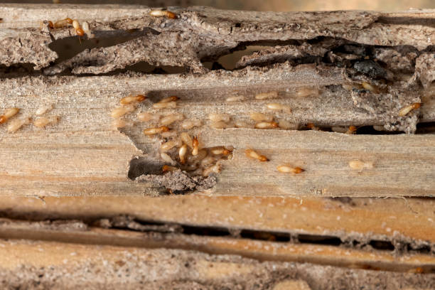 Best Pest Control Treatment  in Portland, ME